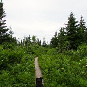 We took a short hike on top of Smoky Mountain. You can see Maya leading the way. 