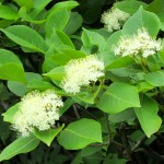 It smelled wonderful from all the blooming flowers.