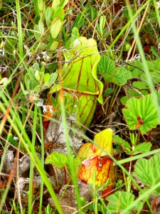 I love the colors of these plants!