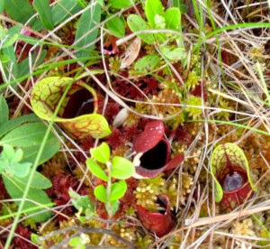 These pitcher plants are just poking through the peat, you can see the little pools of water in them.