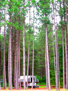 Lodge Pole Pines dwarfed our little camper.