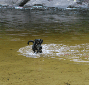 Maya hunting, but I'm not sure what!