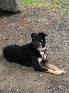 Maya is wondering if I remembered to pack her stuff.