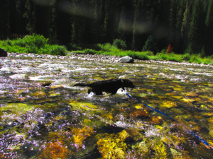 Maya pretending she's a salmon going upstream.