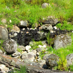 This pool was Maya's favorite spot.