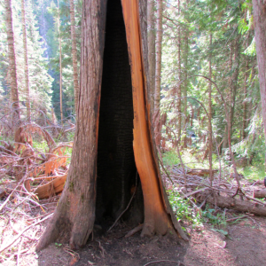 There was a recent fire in this forest and many of the trees had been badly burned.