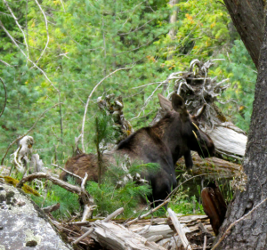 Look closely, there's the moose!