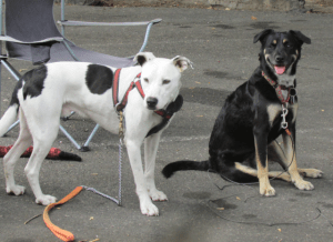 Jake and Maya, new best friends!