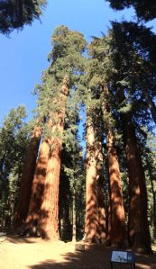 A beautiful group of Sequoias.