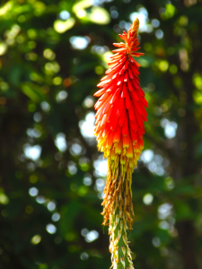 I can't remember the real name for this flower but I always called it the "Hot Poker Plant".