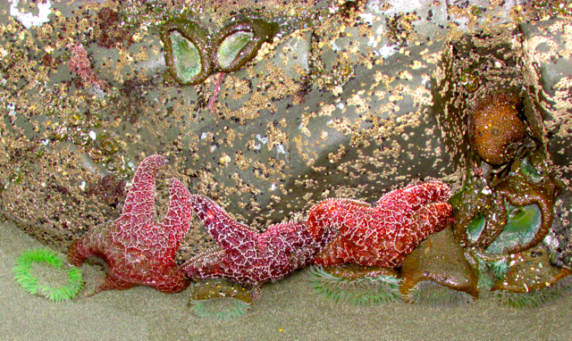 A trio of bright starfish and some anemones. 