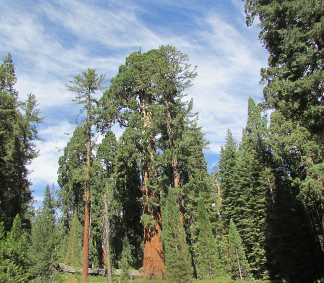 Group of Sequoias of different stages of growth.
