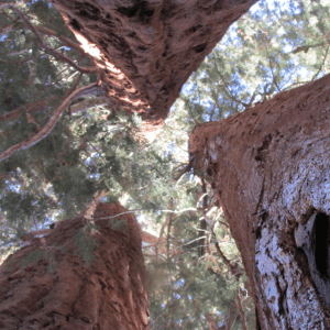 Looking up through the branches.