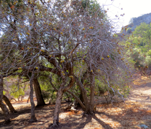 These trees had lost their leaves but the fruit still hangs on them.