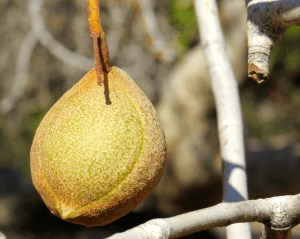 This is what the fruit looked like.