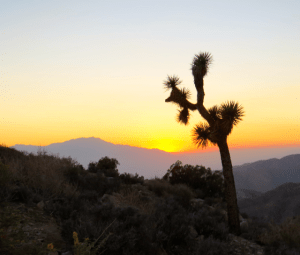 Every Joshua tree has a strange and unique shape. Some are up to forty feet tall.