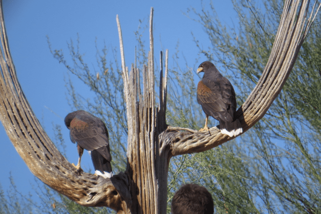 Two Harris Hawks I saw during the raptor show at the desert museum.