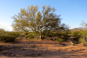 My campsite had a Palo Verde tree for shade. They have very small leaves and grow near washes.