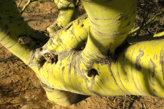 This is the bark of the tree, it's green so it can help produce food through photosynthesis.