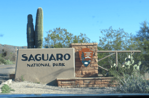 Behind the sign you see a wonderful example of Saguaro Cactus. They can live to be over one hundred years old.