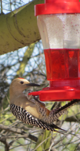 Gila Woodpecker