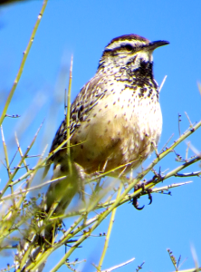 Cactus Wren