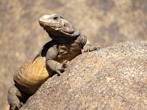 A Chuckwalla