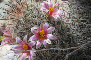 These exquisite blooms where on a very small cactus.