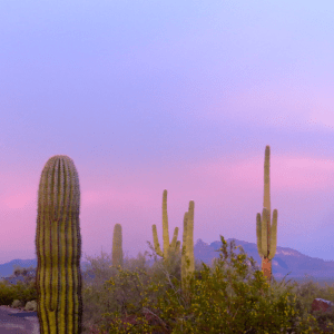Organ Pipe Cactus National Monument