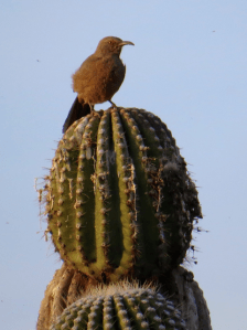 This Curved Bill Thrasher can't stand all the mush.