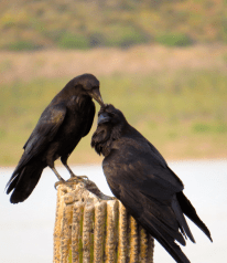 Raven love.
