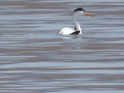 A Clarke's grebe on the lake.