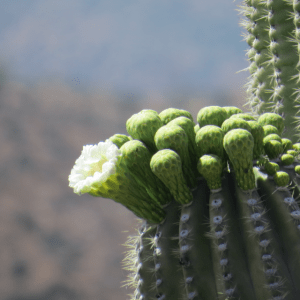It's too early for Saguaro Cactus to bloom!