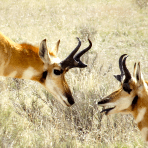 Datil Well campground where the elk and the antelope play.
