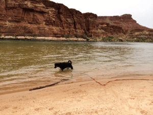 Maya swimming at the beach.