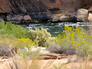 The beach is like a garden, filled with flowering plants, and interesting driftwood and rocks.