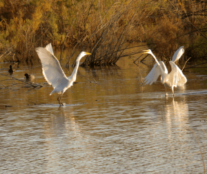 This part of the river is very important for migratory birds.